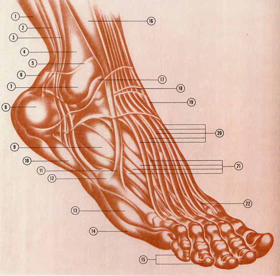 Nike Air Flightposite 1999 10